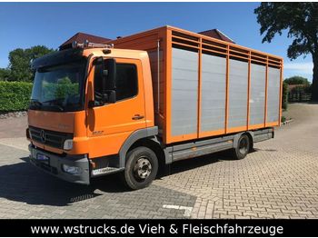 Tiertransporter LKW Für die Beförderung von Tiere Mercedes-Benz 822 L  mit Eckstein Einstock: das Bild 1