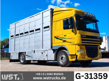 DAF XF Pferdetransporter