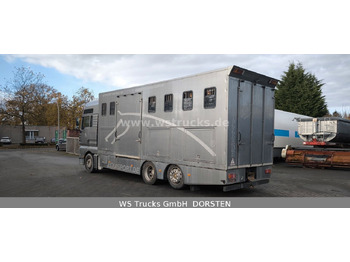 Pferdetransporter, Zustand - NEU MAN TGA 26.480 FG   6x2 Pferdetransporter Luft/Luft: das Bild 5