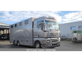 Pferdetransporter, Zustand - NEU MAN TGA 26.480 FG   6x2 Pferdetransporter Luft/Luft: das Bild 3