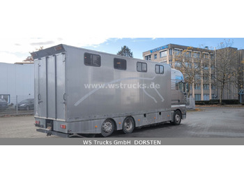 Pferdetransporter, Zustand - NEU MAN TGA 26.480 FG   6x2 Pferdetransporter Luft/Luft: das Bild 4