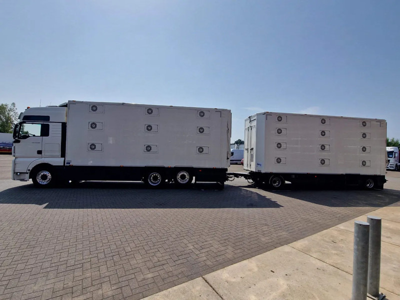 MAN TGX 500 6x2 - 3 deck Cuppers + 4 deck Cuppers 2019 trailer - Water & Ventilation - Night clima - - Tiertransporter LKW: das Bild 4 MAN TGX 500 6x2 - 3 deck Cuppers + 4 deck Cuppers 2019 trailer - Water & Ventilation - Night clima - - Tiertransporter LKW: das Bild 4