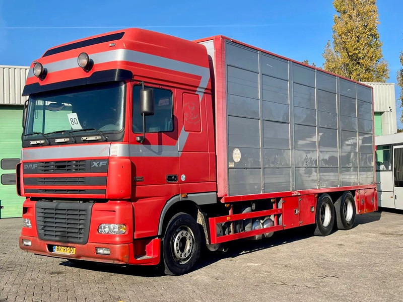DAF XF 95.430 BERDEX 3 decks. Water, fans, Scales! Excellent condition. - Tiertransporter LKW: das Bild 1 DAF XF 95.430 BERDEX 3 decks. Water, fans, Scales! Excellent condition. - Tiertransporter LKW: das Bild 1