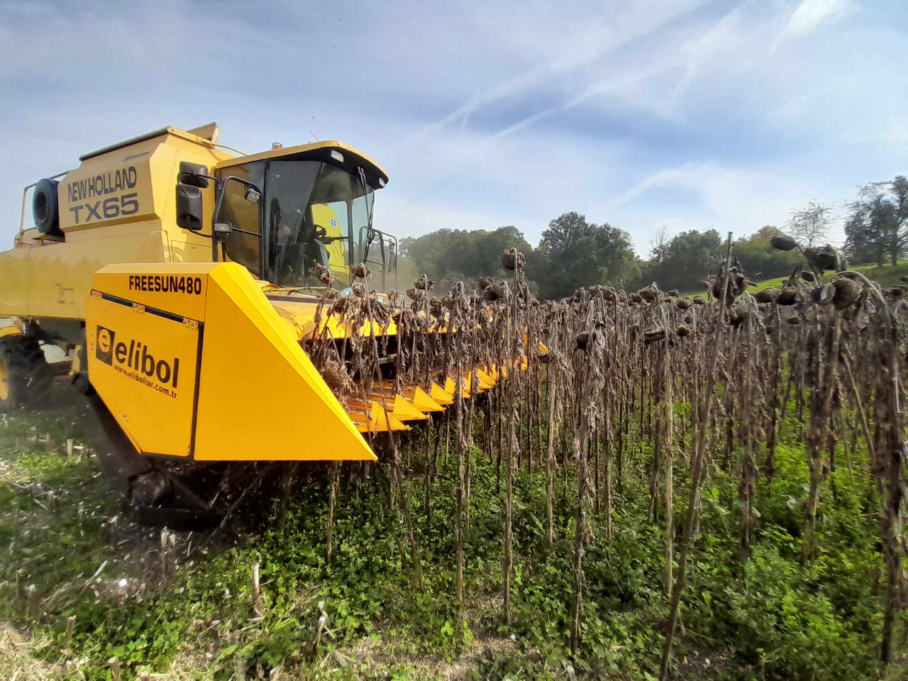 ELİBOL FREESUN 480 ROW INDEPENDENT SUNFLOWER HEADER - Maschine für Sonnenblumenernte: das Bild 4 ELİBOL FREESUN 480 ROW INDEPENDENT SUNFLOWER HEADER - Maschine für Sonnenblumenernte: das Bild 4