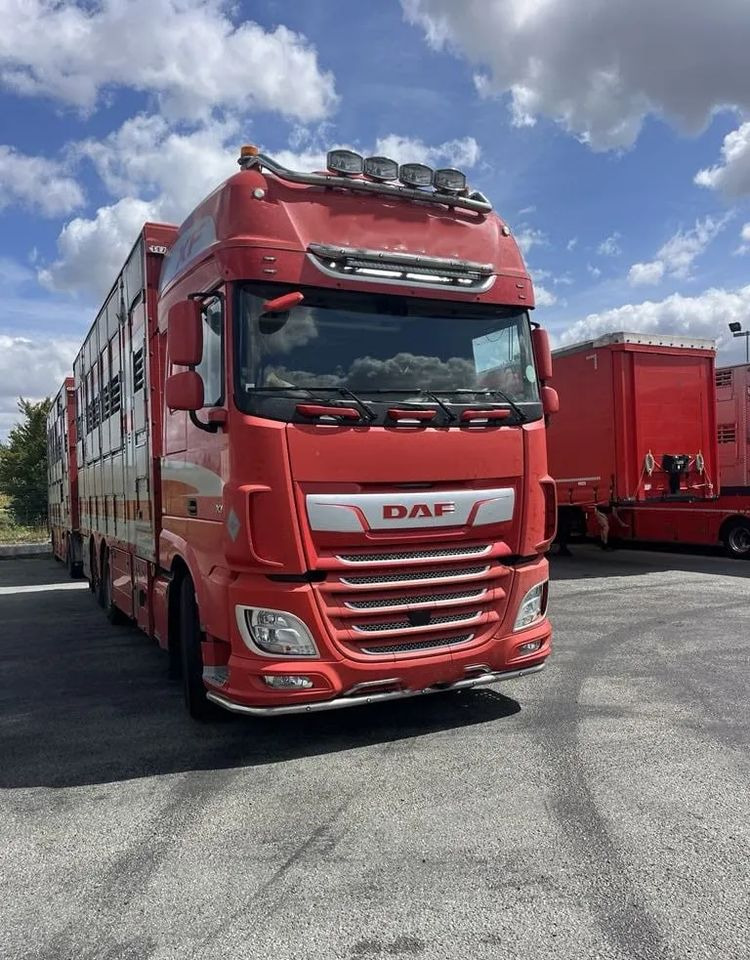 DAF XF 460 + Przyczepa Pezzaoli - 3X Trzoda, 2 X Bydło I 3 poziomy I Podnoszony dach I Hydroburta I Osie Skrętne I Poidła I Wentylatory I Pilot Manualny | Euro5 - Tiertransporter LKW: das Bild 1 DAF XF 460 + Przyczepa Pezzaoli - 3X Trzoda, 2 X Bydło I 3 poziomy I Podnoszony dach I Hydroburta I Osie Skrętne I Poidła I Wentylatory I Pilot Manualny | Euro5 - Tiertransporter LKW: das Bild 1