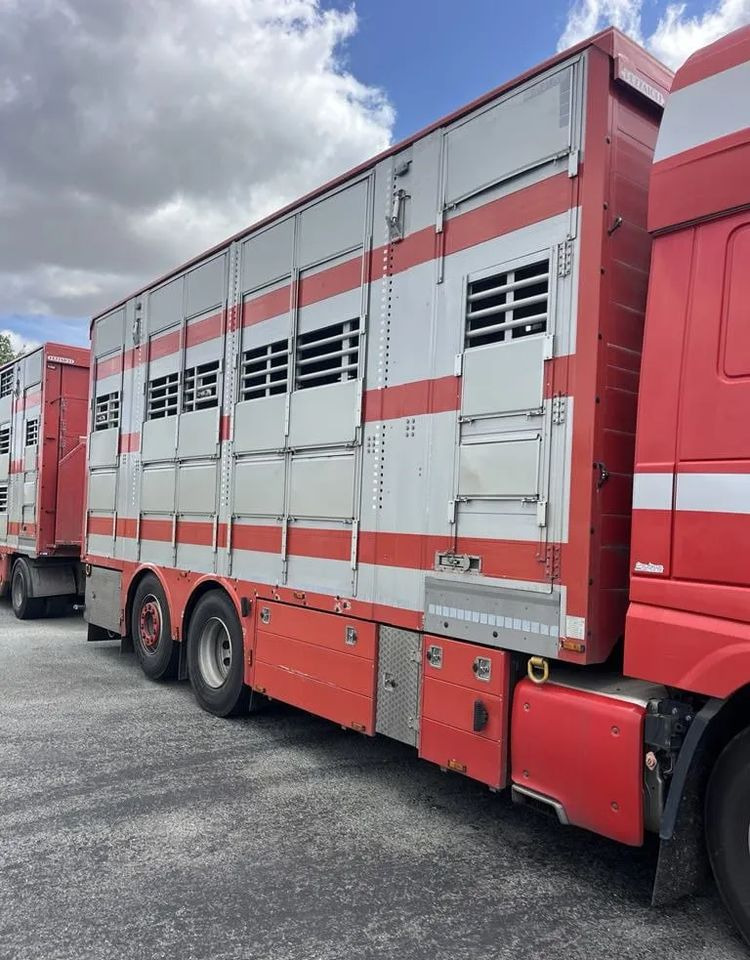 DAF XF 460 + Przyczepa Pezzaoli - 3X Trzoda, 2 X Bydło I 3 poziomy I Podnoszony dach I Hydroburta I Osie Skrętne I Poidła I Wentylatory I Pilot Manualny | Euro5 - Tiertransporter LKW: das Bild 5 DAF XF 460 + Przyczepa Pezzaoli - 3X Trzoda, 2 X Bydło I 3 poziomy I Podnoszony dach I Hydroburta I Osie Skrętne I Poidła I Wentylatory I Pilot Manualny | Euro5 - Tiertransporter LKW: das Bild 5