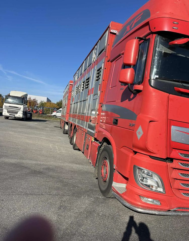 DAF XF 530 + Przyczepa Pezzaoli - 3X Trzoda, 2 X Bydło I 3 poziomy I Podnoszony dach I Hydroburta I Osie Skrętne I Poidła I Wentylatory I Pilot Manualny | - Tiertransporter LKW: das Bild 4 DAF XF 530 + Przyczepa Pezzaoli - 3X Trzoda, 2 X Bydło I 3 poziomy I Podnoszony dach I Hydroburta I Osie Skrętne I Poidła I Wentylatory I Pilot Manualny | - Tiertransporter LKW: das Bild 4