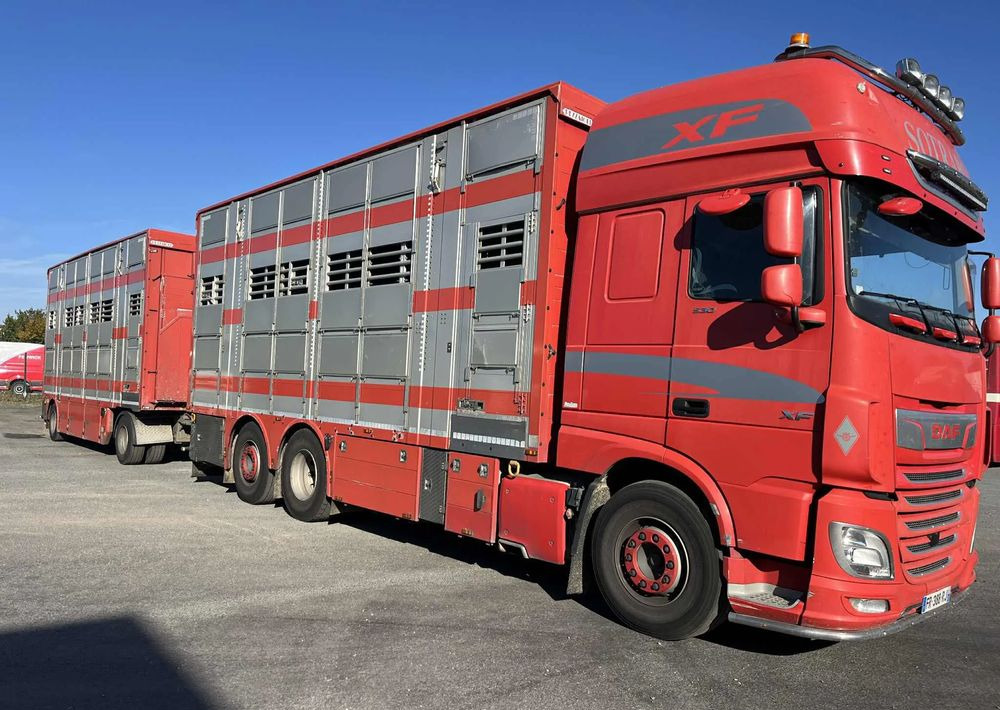 DAF XF 530 + Przyczepa Pezzaoli - 3X Trzoda, 2 X Bydło I 3 poziomy I Podnoszony dach I Hydroburta I Osie Skrętne I Poidła I Wentylatory I Pilot Manualny | - Tiertransporter LKW: das Bild 2 DAF XF 530 + Przyczepa Pezzaoli - 3X Trzoda, 2 X Bydło I 3 poziomy I Podnoszony dach I Hydroburta I Osie Skrętne I Poidła I Wentylatory I Pilot Manualny | - Tiertransporter LKW: das Bild 2