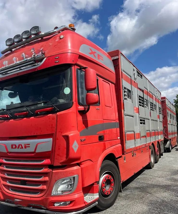 DAF XF 530 + Przyczepa Pezzaoli - 3X Trzoda, 2 X Bydło I 3 poziomy I Podnoszony dach I Hydroburta I Osie Skrętne I Poidła I Wentylatory I Pilot Manualny | - Tiertransporter LKW: das Bild 1 DAF XF 530 + Przyczepa Pezzaoli - 3X Trzoda, 2 X Bydło I 3 poziomy I Podnoszony dach I Hydroburta I Osie Skrętne I Poidła I Wentylatory I Pilot Manualny | - Tiertransporter LKW: das Bild 1