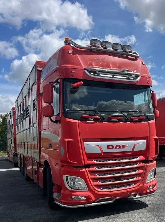 DAF XF 530 + Przyczepa Pezzaoli - 3X Trzoda, 2 X Bydło I 3 poziomy I Podnoszony dach I Hydroburta I Osie Skrętne I Poidła I Wentylatory I Pilot Manualny | - Tiertransporter LKW: das Bild 5 DAF XF 530 + Przyczepa Pezzaoli - 3X Trzoda, 2 X Bydło I 3 poziomy I Podnoszony dach I Hydroburta I Osie Skrętne I Poidła I Wentylatory I Pilot Manualny | - Tiertransporter LKW: das Bild 5