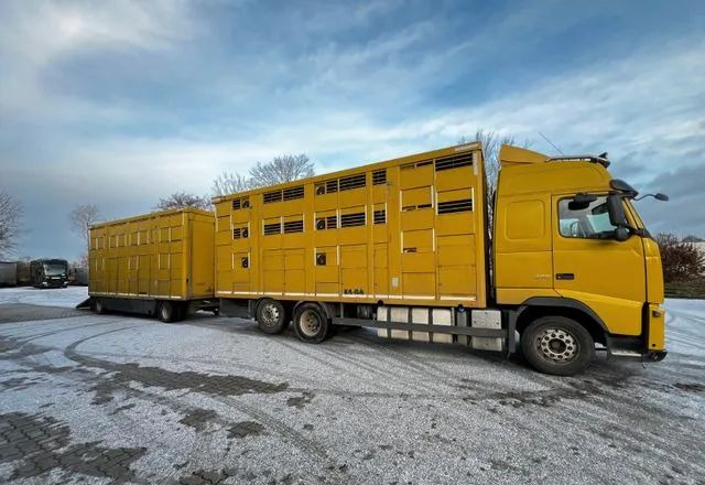 Volvo FH 420 • KABA • Transport Zwierząt 3xŚwinie/ 2xBydło 3-piętrowy • Euro 5 • Retarder • Oś podnoszona i skrętna - Tiertransporter LKW: das Bild 3 Volvo FH 420 • KABA • Transport Zwierząt 3xŚwinie/ 2xBydło 3-piętrowy • Euro 5 • Retarder • Oś podnoszona i skrętna - Tiertransporter LKW: das Bild 3