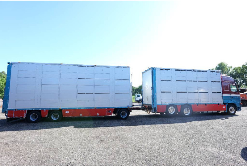 Volvo FH 13 480 6x2 3 stock livestock transport Cuppers - Tiertransporter LKW: das Bild 4 Volvo FH 13 480 6x2 3 stock livestock transport Cuppers - Tiertransporter LKW: das Bild 4