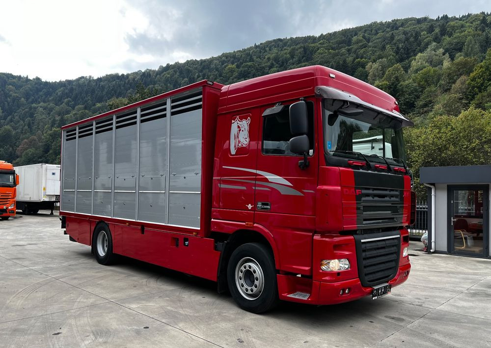 DAF XF 105.460 Euro 5 // Manual // Retarder // Do Żywca / Bydła / Zwierząt / - Tiertransporter LKW: das Bild 2 DAF XF 105.460 Euro 5 // Manual // Retarder // Do Żywca / Bydła / Zwierząt / - Tiertransporter LKW: das Bild 2