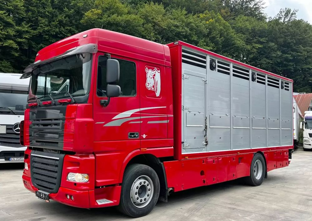 DAF XF 105.460 Euro 5 // Manual // Retarder // Do Żywca / Bydła / Zwierząt / - Tiertransporter LKW: das Bild 1 DAF XF 105.460 Euro 5 // Manual // Retarder // Do Żywca / Bydła / Zwierząt / - Tiertransporter LKW: das Bild 1