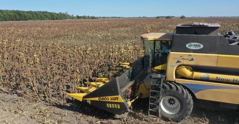 Maschine für Sonnenblumenernte, Zustand - NEU Oros SUN 876 8 rzędowy, Nowe Przystawki do zbioru słonecznika,: das Bild 6 Maschine für Sonnenblumenernte, Zustand - NEU Oros SUN 876 8 rzędowy, Nowe Przystawki do zbioru słonecznika,: das Bild 6