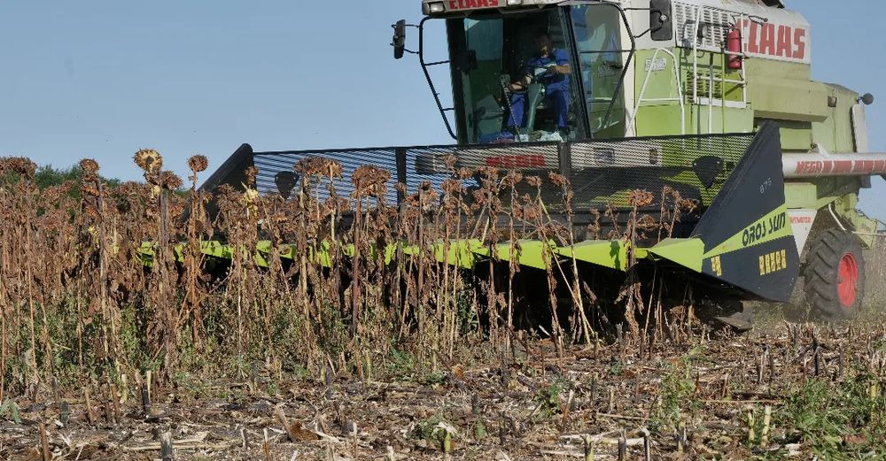 Maschine für Sonnenblumenernte, Zustand - NEU Oros SUN 876 8 rzędowy, Nowe Przystawki do zbioru słonecznika,: das Bild 16 Maschine für Sonnenblumenernte, Zustand - NEU Oros SUN 876 8 rzędowy, Nowe Przystawki do zbioru słonecznika,: das Bild 16