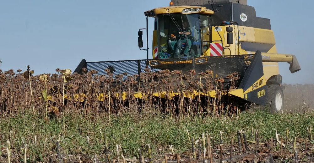 Maschine für Sonnenblumenernte, Zustand - NEU Oros SUN 876 8 rzędowy, Nowe Przystawki do zbioru słonecznika,: das Bild 15 Maschine für Sonnenblumenernte, Zustand - NEU Oros SUN 876 8 rzędowy, Nowe Przystawki do zbioru słonecznika,: das Bild 15