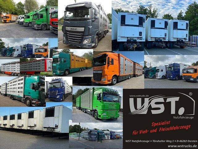 Pferdetransporter, Zustand - NEU MAN TGA 26.480 FG   6x2 Pferdetransporter Luft/Luft: das Bild 20