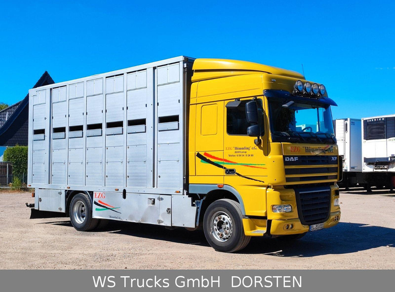 DAF XF410 Menke Doppelstock - Tiertransporter LKW: das Bild 4 DAF XF410 Menke Doppelstock - Tiertransporter LKW: das Bild 4