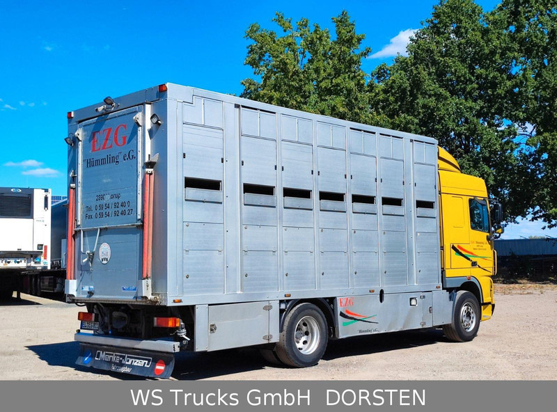 DAF XF410 Menke Doppelstock - Tiertransporter LKW: das Bild 5 DAF XF410 Menke Doppelstock - Tiertransporter LKW: das Bild 5